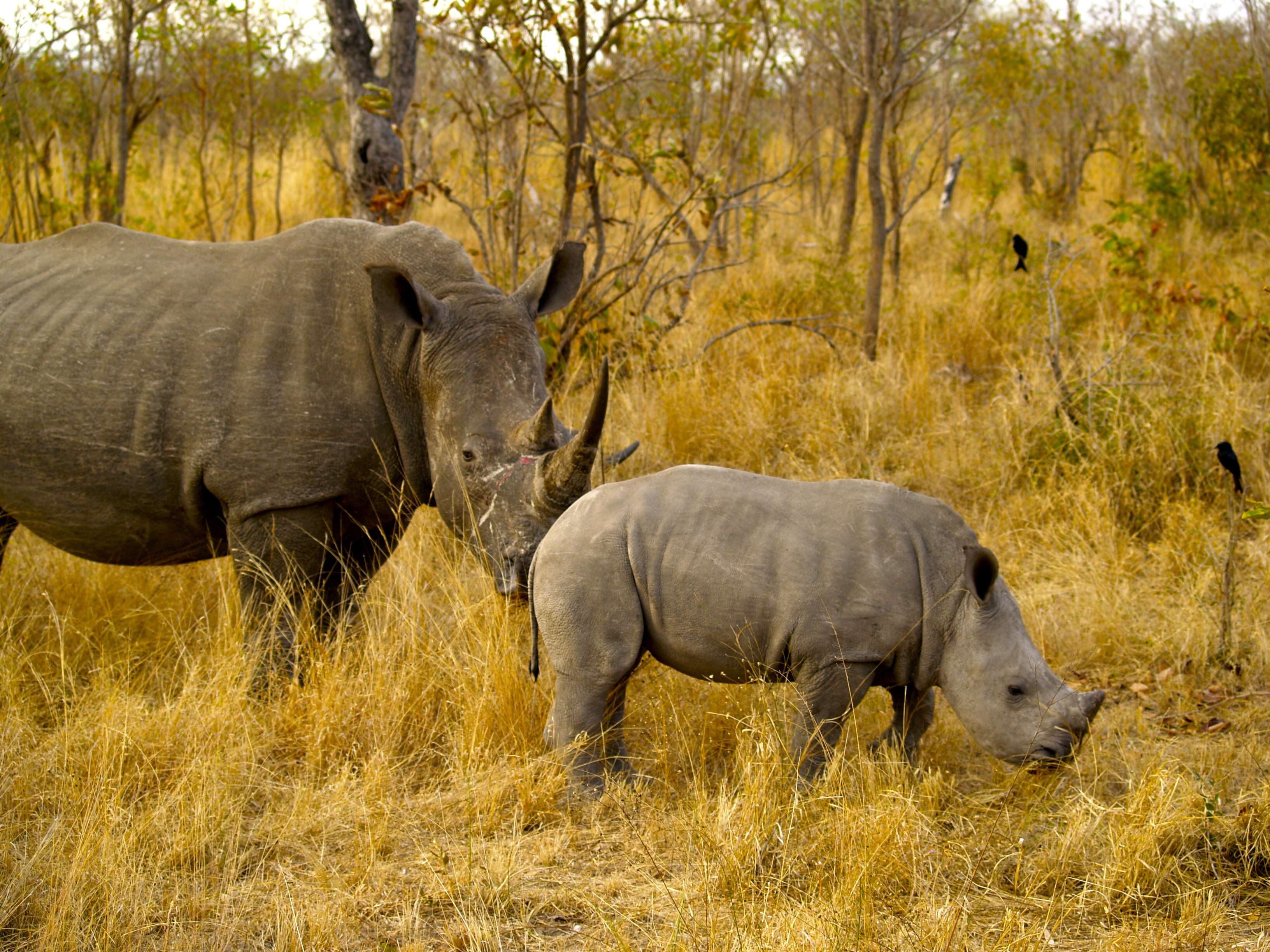 18 días en Sudáfrica - Blogs de Sudáfrica - Safari en el Kruger (4)